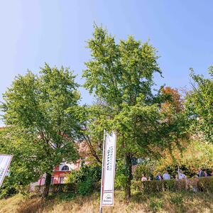 beflagge.MARIATROST / SONNTAGSBLATT/Gerd Neuhold